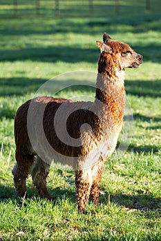 Brown alpaca full shot