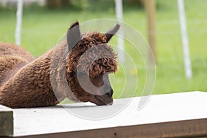 Brown Alpaca in a green meadow. eats chunks. Selective focus on the head of the alpaca, photo of head