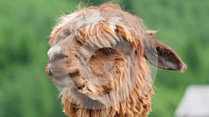 Brown alpaca head close up on a background of green trees. Wild animals