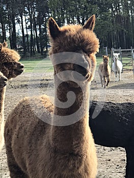 Brown alpaca with herd in the background