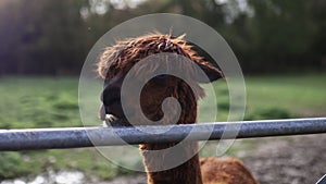 Brown alpaca looking around behind a metal fence at a farmyard