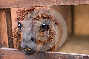 Brown alpaca looks into frame