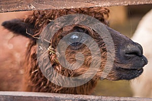 Brown alpaca looks into frame