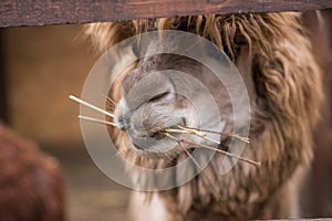 Brown alpaca looks into frame