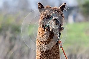 Brown Alpaca Male Head Shot Portrait