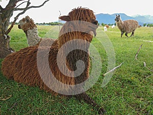 Brown alpaca over green glass