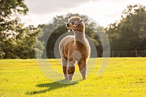 A brown Alpaca in the pasture at sunset.
