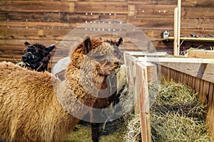 Brown alpaca in a stable