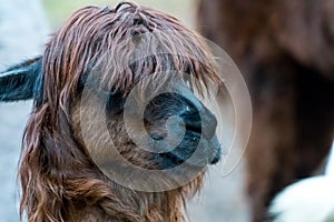Brown alpaca with stylish haircut