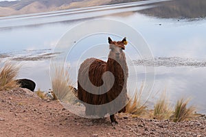 A brown alpaca suri with longer fur coat, walking on a road next to a lake. Location: Peruvian altiplano