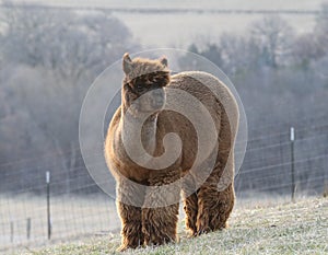 Brown alpaca with thick wool