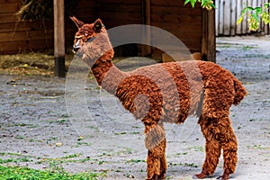 Brown alpaca Vicugna pacos on farmyard