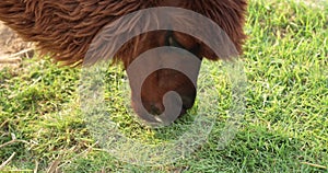 A brown alpaca (Vicugna pacos) grazing grass on ground.