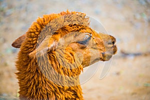 Brown Alpaca Vicugna pacos in Thai