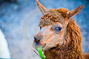 Brown Alpaca Vicugna pacos in Thai