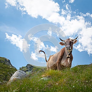 Brown alpine cow grazing