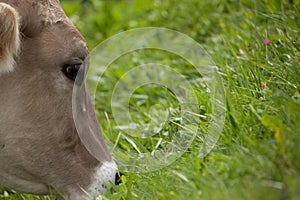 A brown alpine cow in a green pasture in Dolomites area