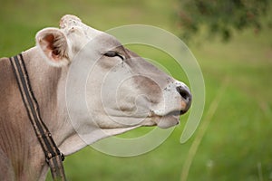 A brown alpine cow in a green pasture in Dolomites area