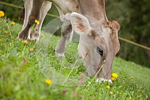 A brown alpine cow in a green pasture in Dolomites area