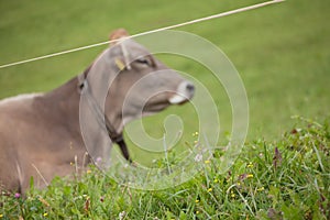 A brown  alpine cow in a green pasture in Dolomites area