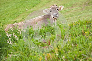 A brown alpine cow in a green pasture in Dolomites area