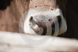 A brown alpine cow nose in a green pasture in Dolomites area