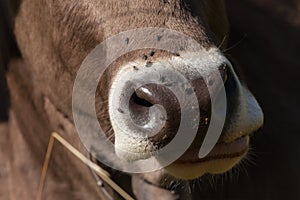 A brown alpine cow nose in a green pasture in Dolomites area