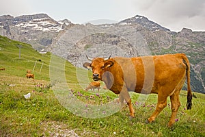 Brown alpine cows in a meadow in the mountains