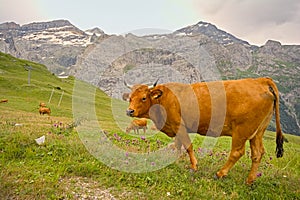 Brown alpine cows in a meadow in the mountains