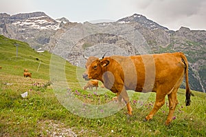 Brown alpine cows in a meadow in the mountains