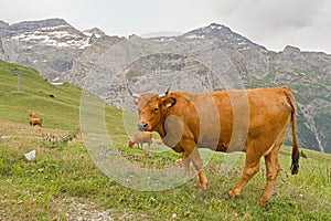 Brown alpine cows in a meadow in the mountains