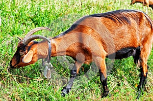 Brown alpine goat with bell eating grass.