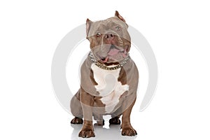 Brown american bully dog looking up and panting