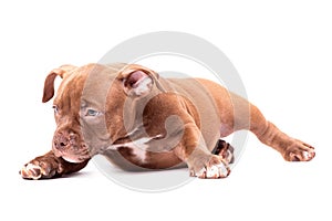 A brown American bully puppy is lying quietly.