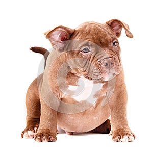 The brown American Bully puppy sits calmly and looks straight ahead.