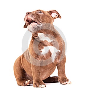 A brown American bully puppy sits quietly and looks away.