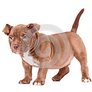 A brown American bully puppy sits quietly and looks straight ahead