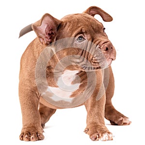 A brown American bully puppy sits quietly and looks straight ahead