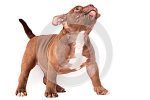 A brown American bully puppy sits quietly and looks up