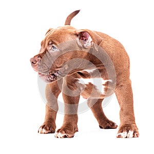 A brown American bully puppy stands calmly and looks away