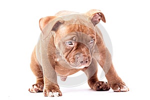 A brown American bully puppy stands calmly and looks at the viewer.