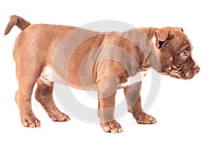 A brown American bully puppy stands calmly sideways to the camera