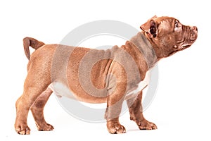 A brown American bully puppy stands calmly sideways to the camera.
