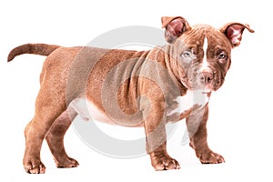 A brown American bully puppy stands calmly sideways to the camera.