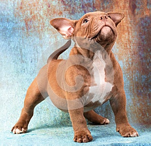 A brown American bully puppy stands and looks up eagerly