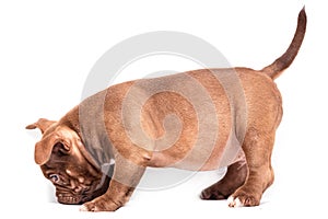 A brown American bully puppy stands quietly and sniffs the floor.