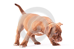 A brown American bully puppy stands and sniffs.