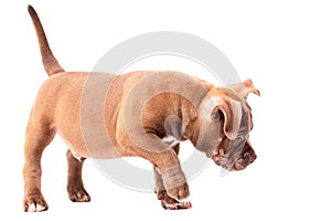 A brown American bully puppy stands and sniffs.