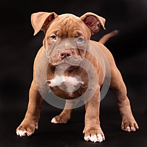 A brown American bully puppy with uncut ears.