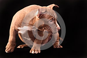 A brown American bully puppy with uncut ears.